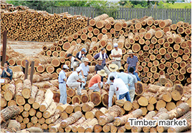 Timber market
